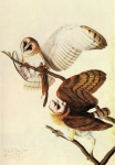 Графика Птицы BARN OWL